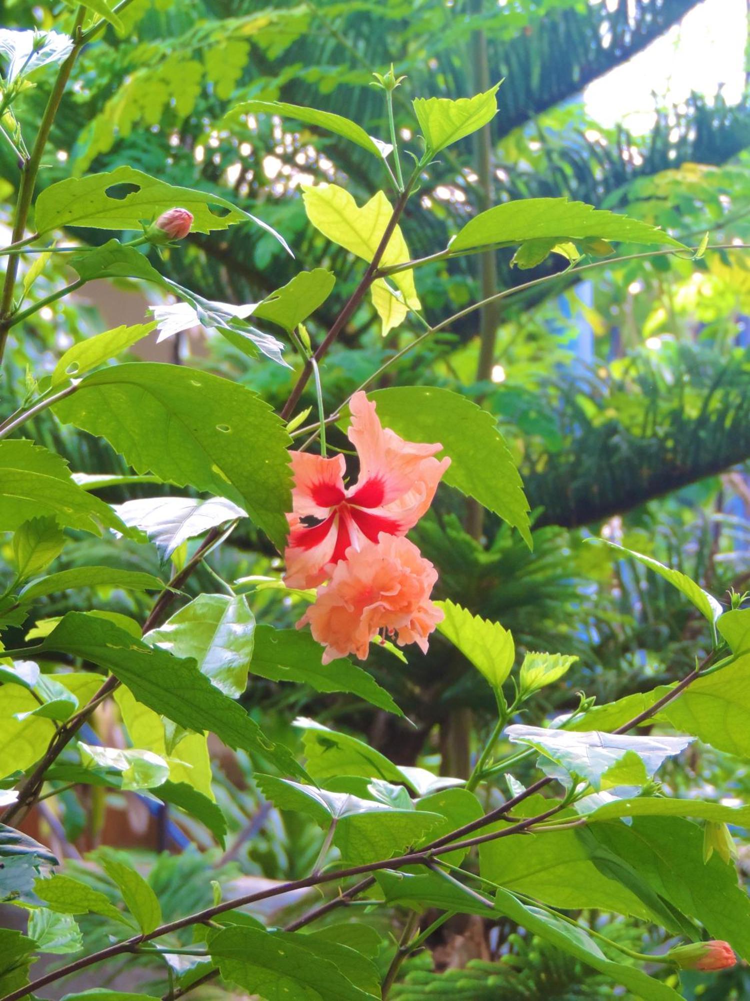 Hotel Chekesh Casa Siquijor Zewnętrze zdjęcie