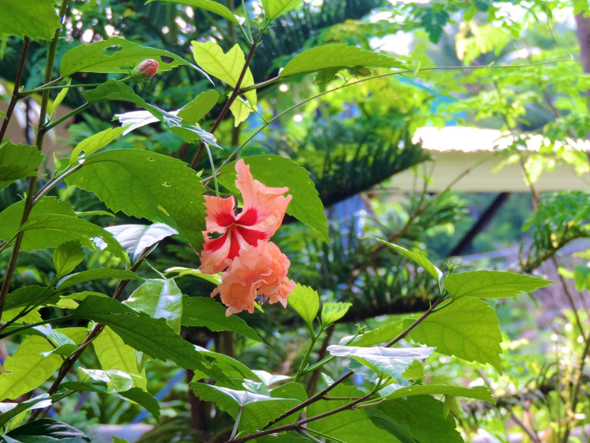 Hotel Chekesh Casa Siquijor Zewnętrze zdjęcie